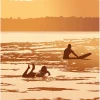 Golden Breed Location Postcards-Postcard Golden Days